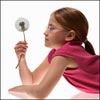 dandelion